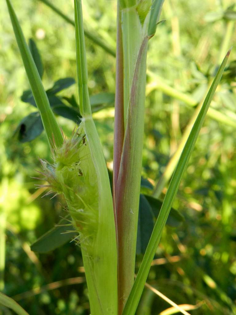 Cenchrus longispinus / Nappola delle spiagge